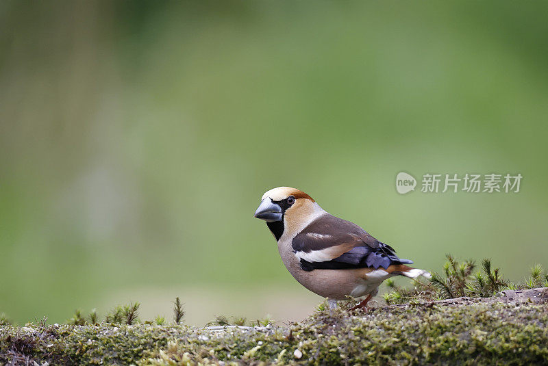 山雀（Coccothraustes coccothraustes）国际象棋